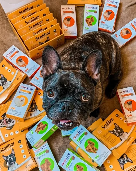 Pet junto a produtos de cuidado